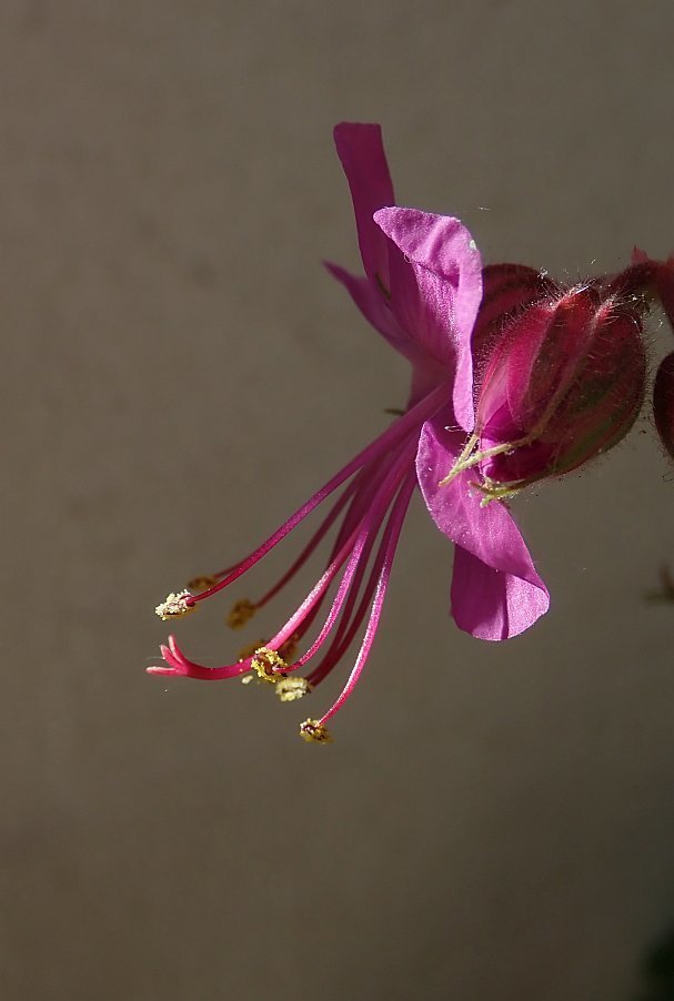Bild/Foto