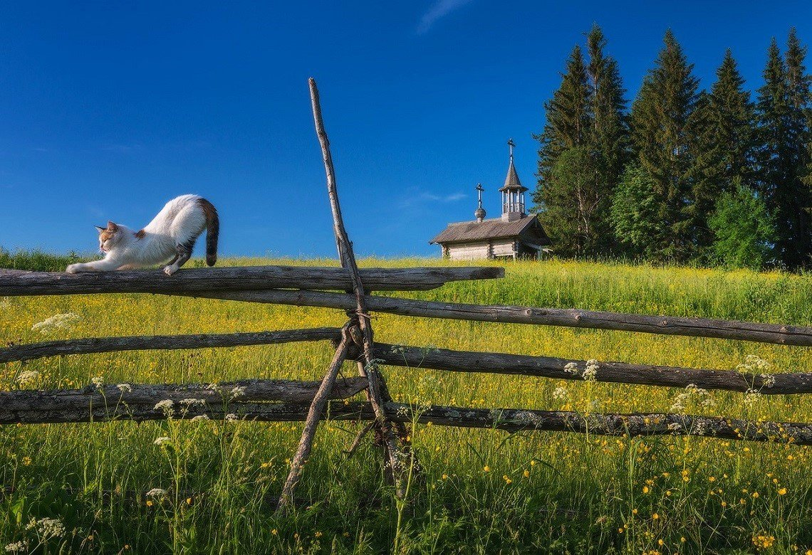 Summer village. Кенозеро Вершинино. Кенозерский национальный парк лошади. Кенозёрский национальный парк в Архангельской области. Кенозёрский национальный парк деревня горы.