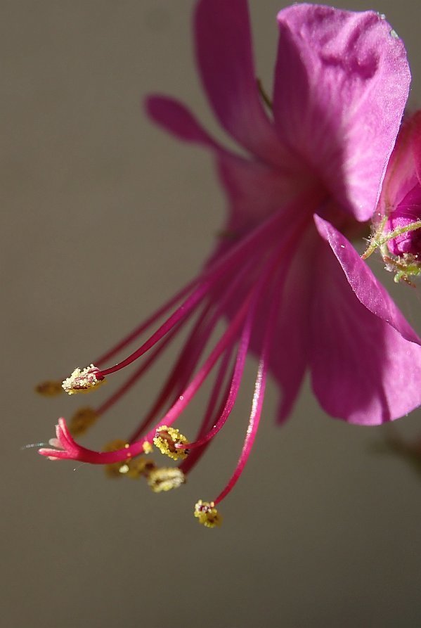 Bild/Foto
