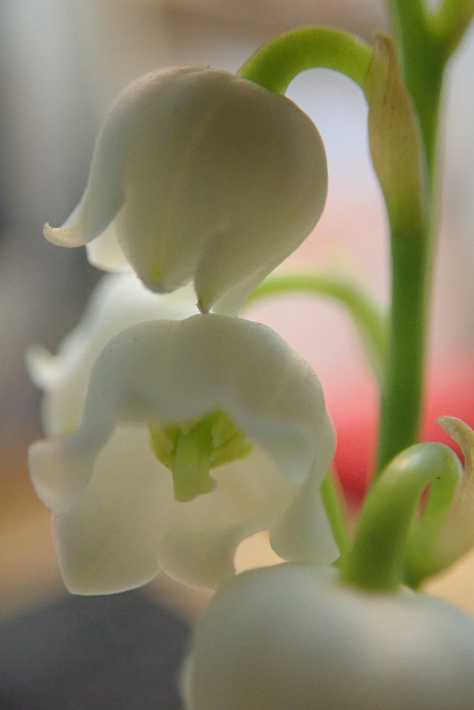 Bild/Foto
